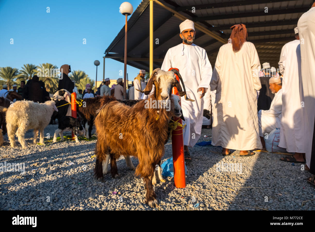 Scène sur le marché, la chèvre de Nizwa Nizwa, Sultanat d'Oman Banque D'Images
