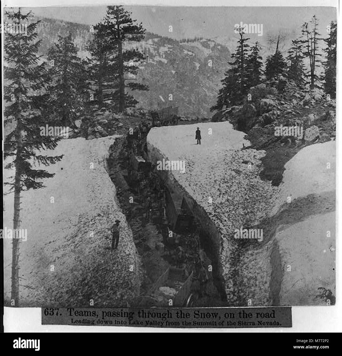 Les équipes sont capturées voyageant à travers la neige sur une route de montagne descendant du sommet de la Sierra Nevada, symbolisant les défis rencontrés dans la traversée de terrains montagneux au cours du XIXe siècle. Banque D'Images
