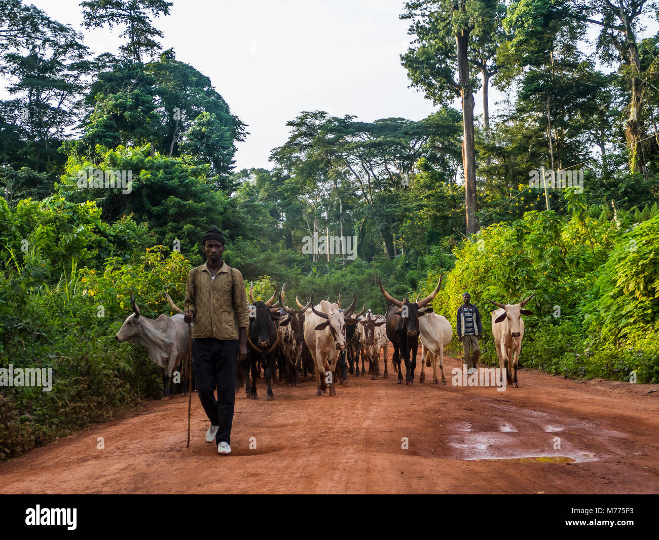 Troupeau de vaches locales profondément dans la jungle, le Cameroun, l'Afrique Banque D'Images