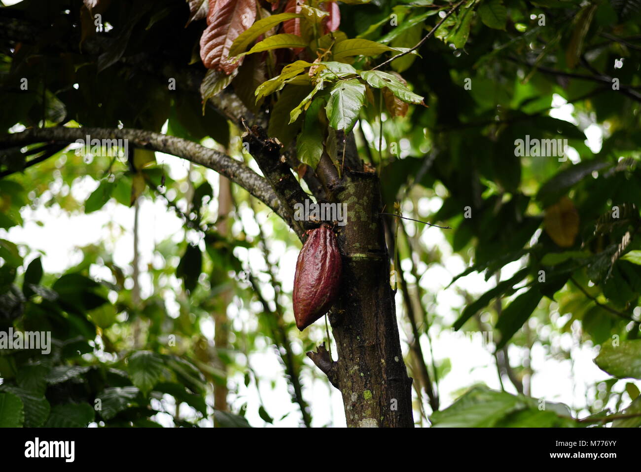 Fruits de cacao Banque D'Images