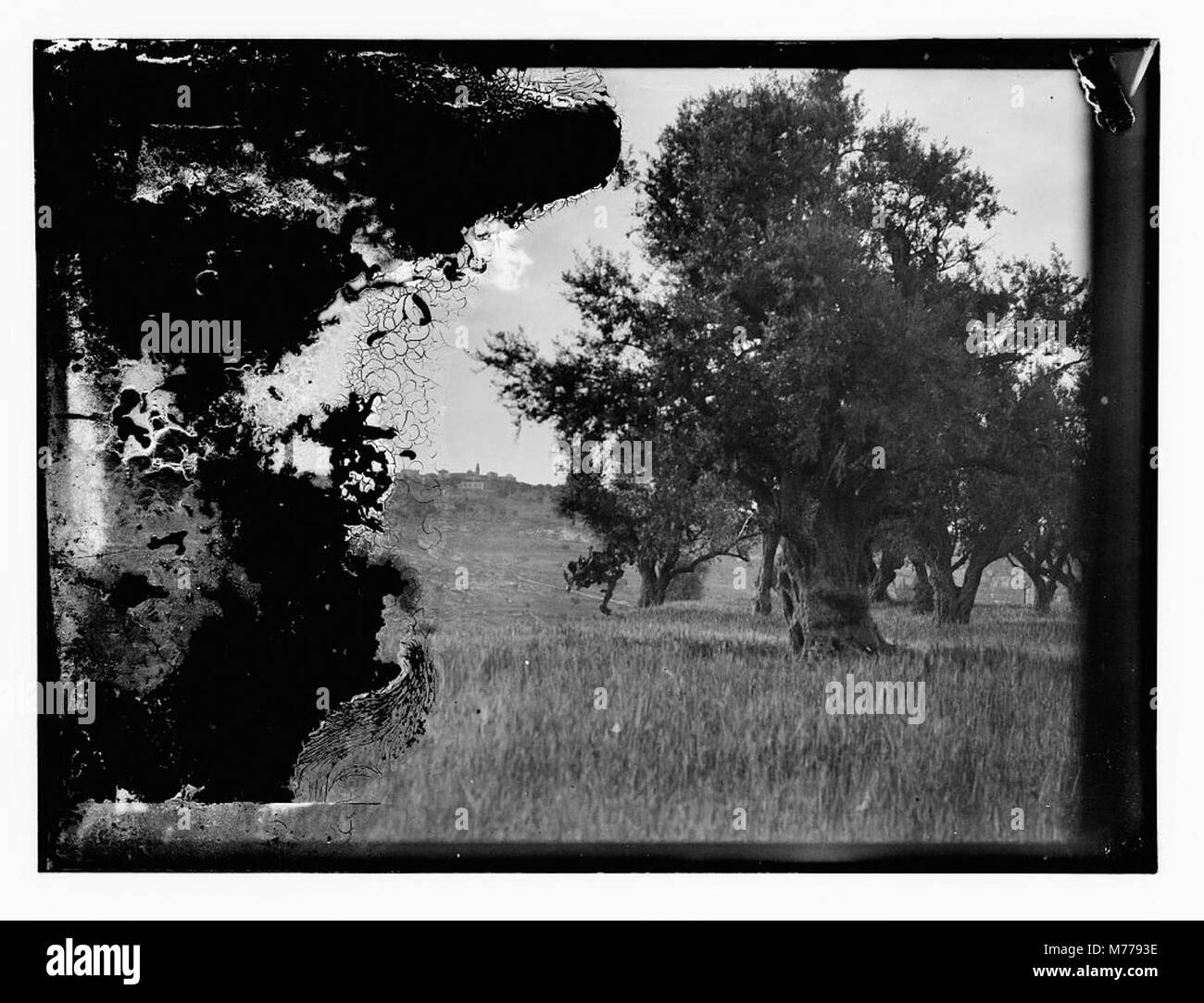 Photographie montrant des arbres plantés dans un champ. L'image illustre la pratique agricole de la plantation d'arbres, soulignant son rôle dans la gestion des terres et la gérance de l'environnement. Banque D'Images