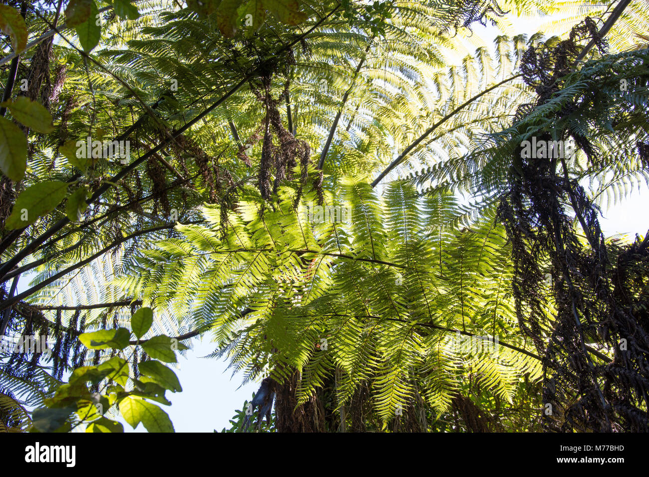 Fougère indigènes et sur l'auvent bush voie côtière, Promenade Parc national Abel Tasman Marahau, Tasman Bay,, district de Tasmanie, Nouvelle-Zélande Banque D'Images