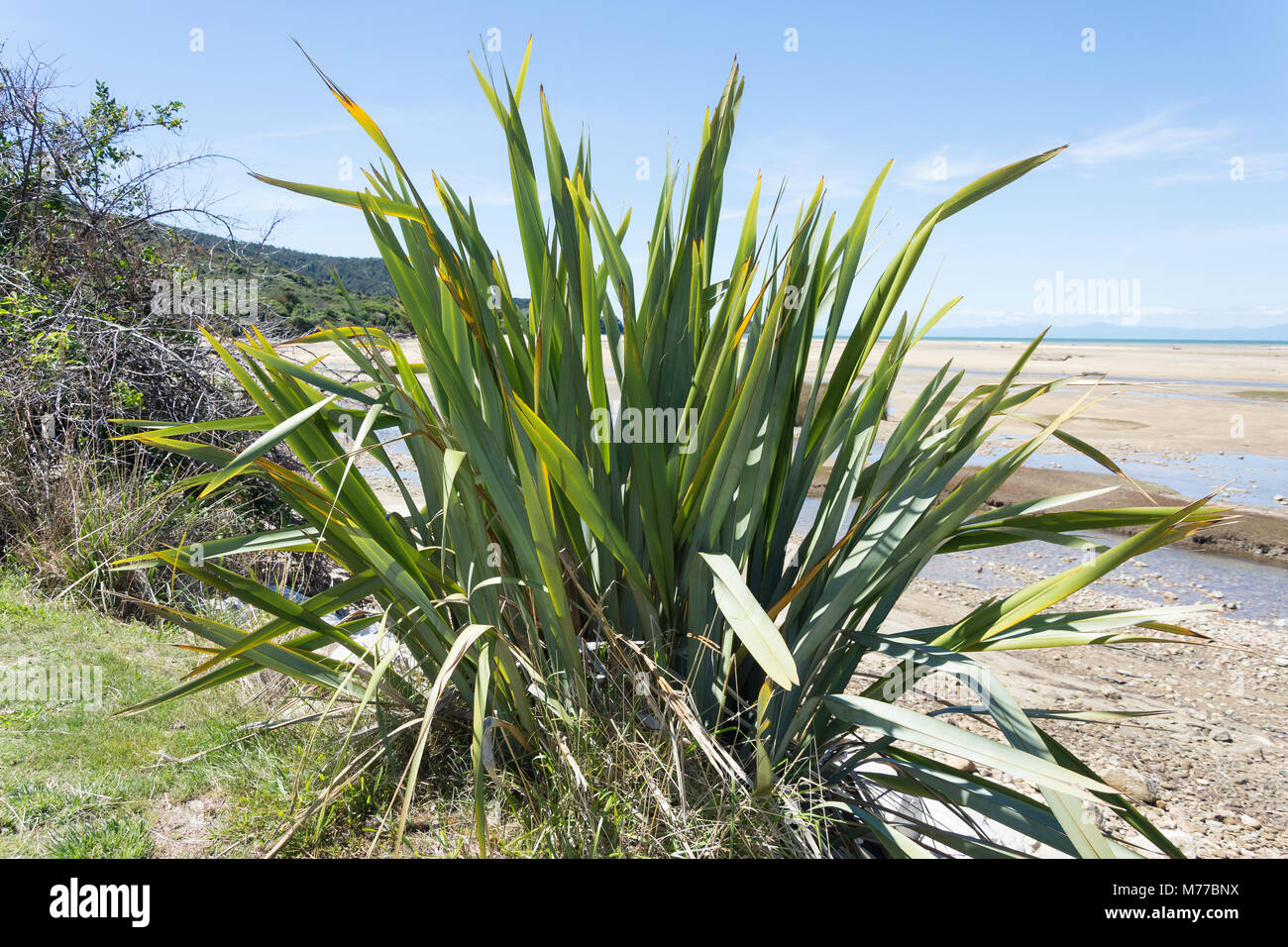 Plante de lin de Nouvelle-zélande indigène (Formium), Sandy Bay, parc national Abel Tasman Marahau, Tasman Bay,, district de Tasmanie, Nouvelle-Zélande Banque D'Images