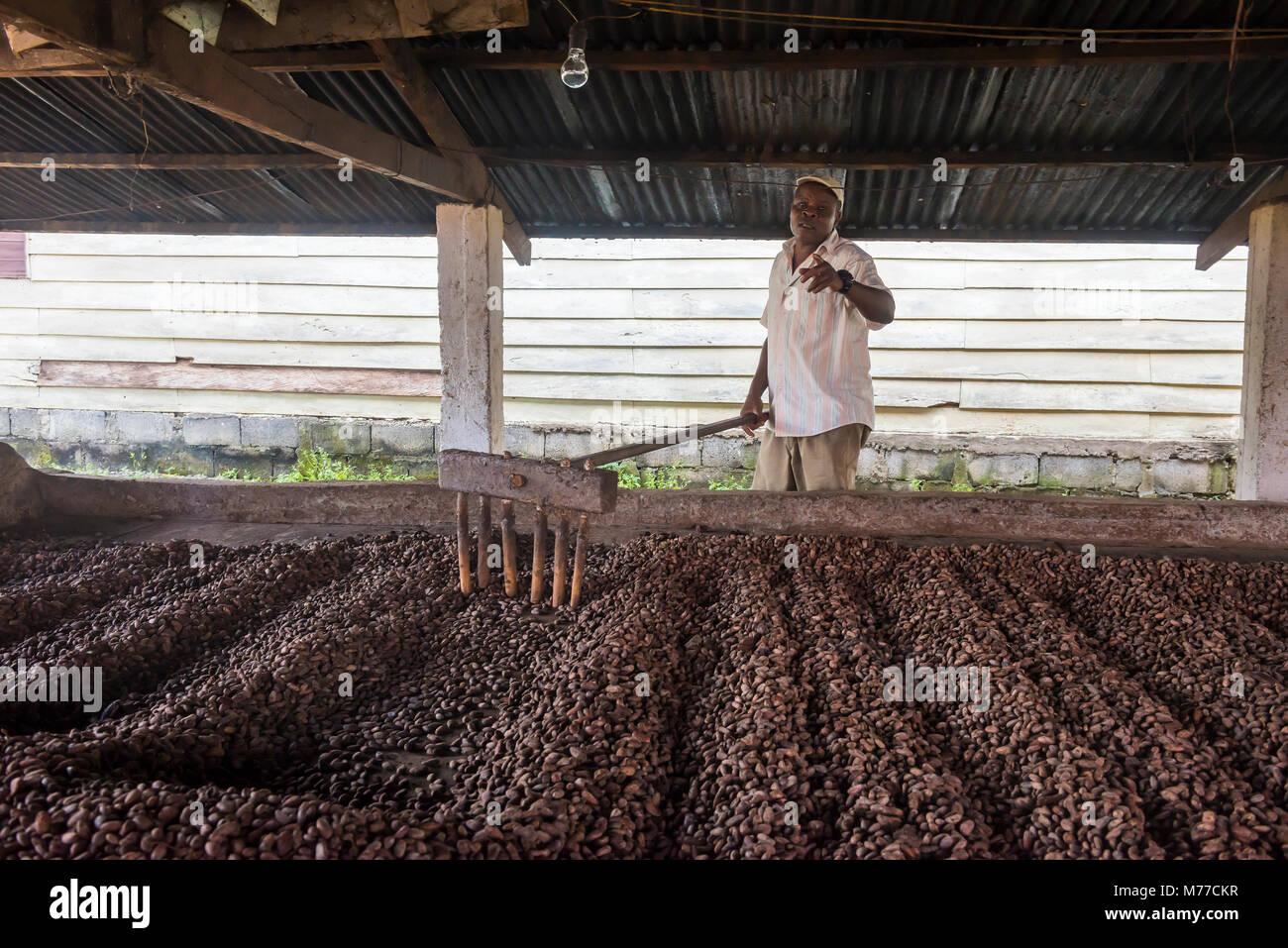 La torréfaction des fèves de cacao de coca dans une usine, Batete, Bioko, Guinée équatoriale, Afrique Banque D'Images