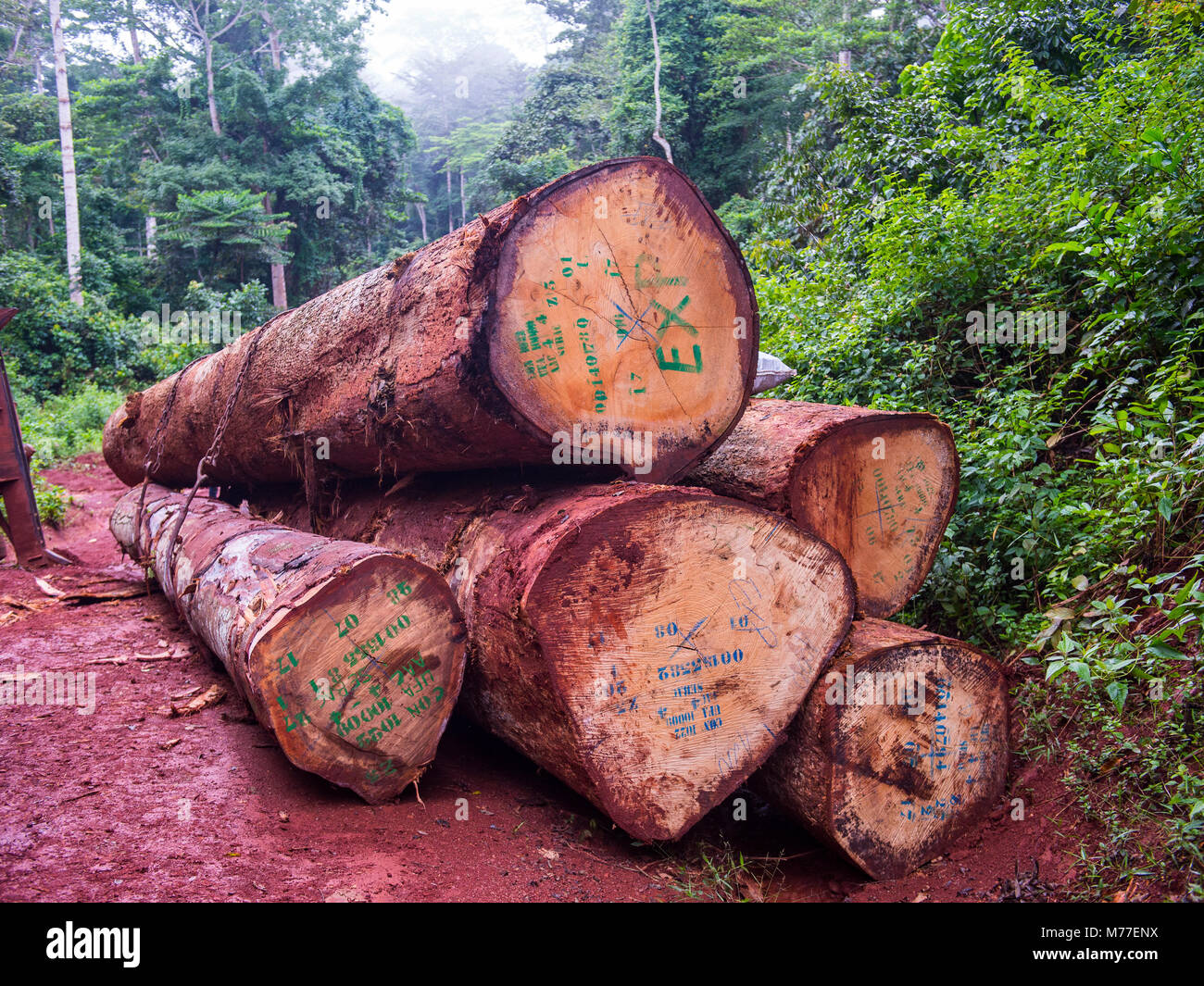 Logging truck, profondément dans la jungle du Cameroun, l'Afrique Banque D'Images