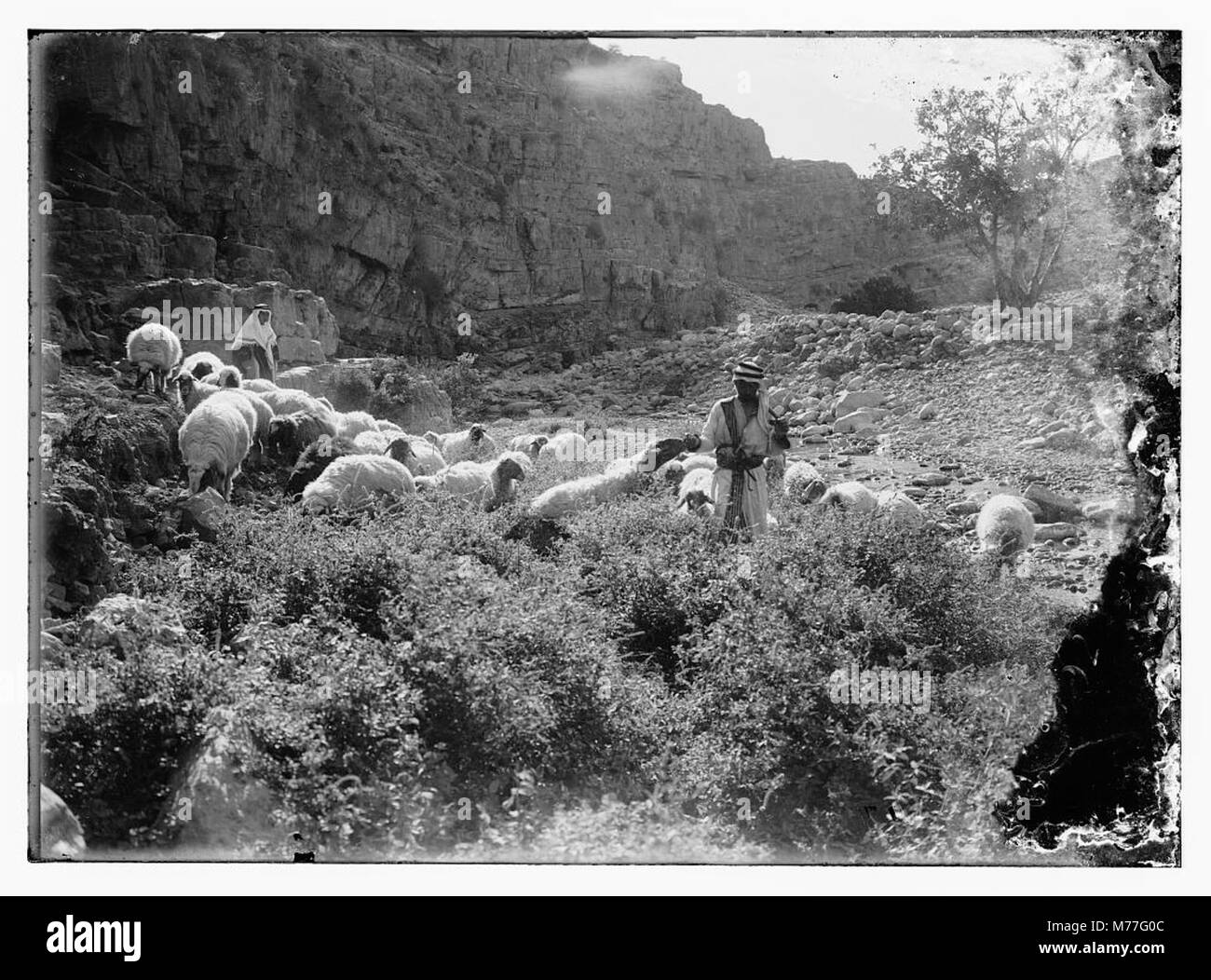 Une illustration basée sur le 23e Psaume, représentant une scène paisible de pâturage de moutons dans un paysage serein. L'image reflète les thèmes de la tranquillité et de l'orientation divine comme décrit dans le texte biblique. Banque D'Images