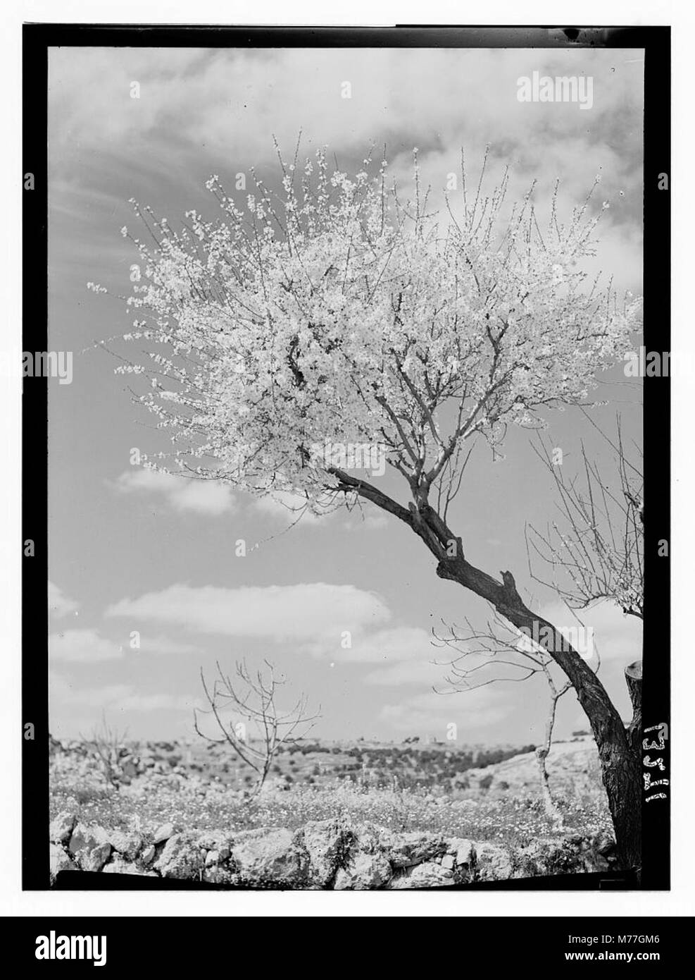Une vue panoramique sur un amandier en pleine fleur à Bethléem, symbolisant la beauté de la flore de la région pendant la saison printanière. Banque D'Images Une vue panoramique sur un amandier en pleine fleur à Bethléem, symbolisant la beauté de la flore de la région pendant la saison printanière. Banque D'Images
