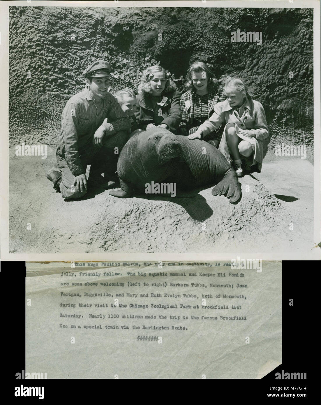 Un gardien de zoologie et des enfants interagissent avec un morse au zoo de Brookfield, Illinois, dans les années 1940, capturant un moment d'éducation et de soins aux animaux. Banque D'Images