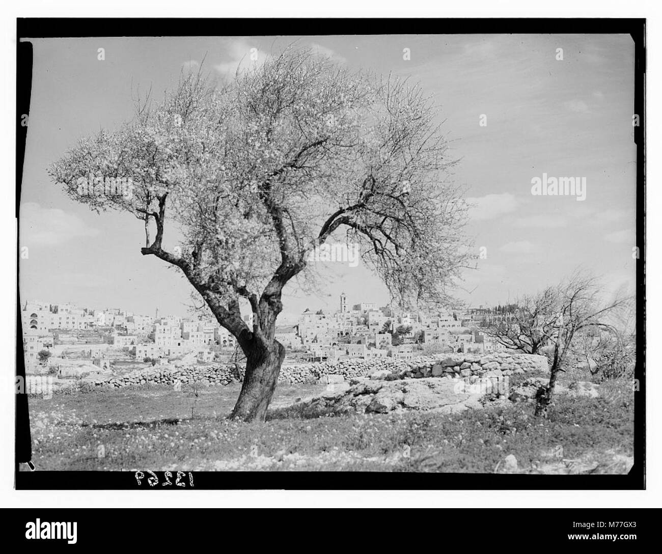 Cette photographie offre une vue de Bethléem depuis le sud, avec un grand arbre au centre, capturant le paysage de cette ville historique. Banque D'Images
