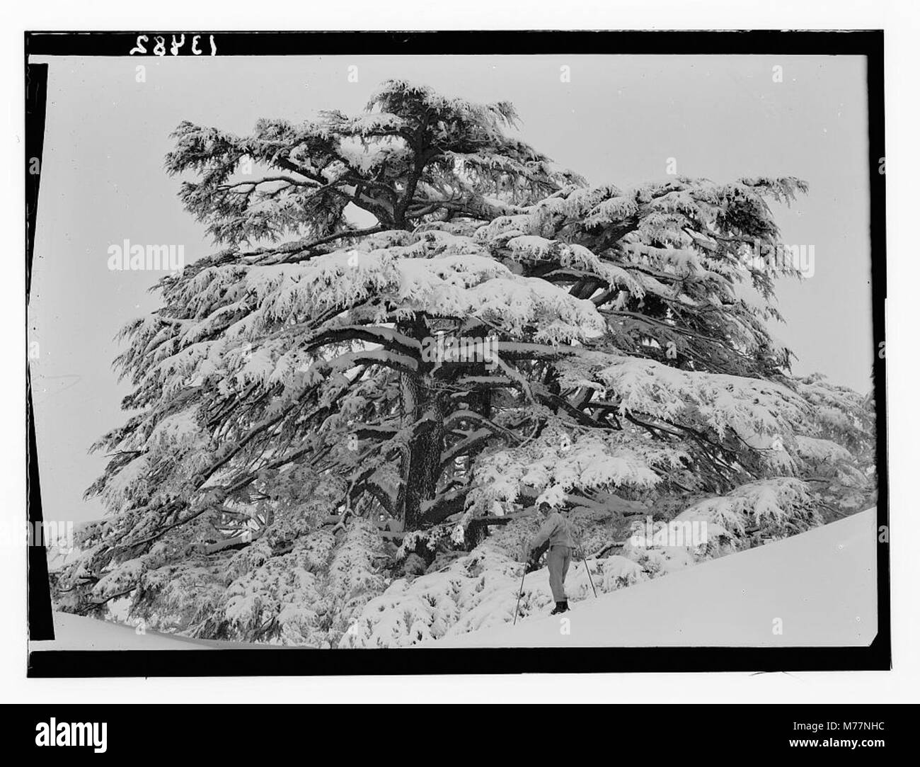 Une scène d'un bosquet de cèdres, montrant les cèdres imposants dans leur environnement naturel. Cette image capture la grandeur des arbres et la beauté sereine du paysage forestier. Banque D'Images