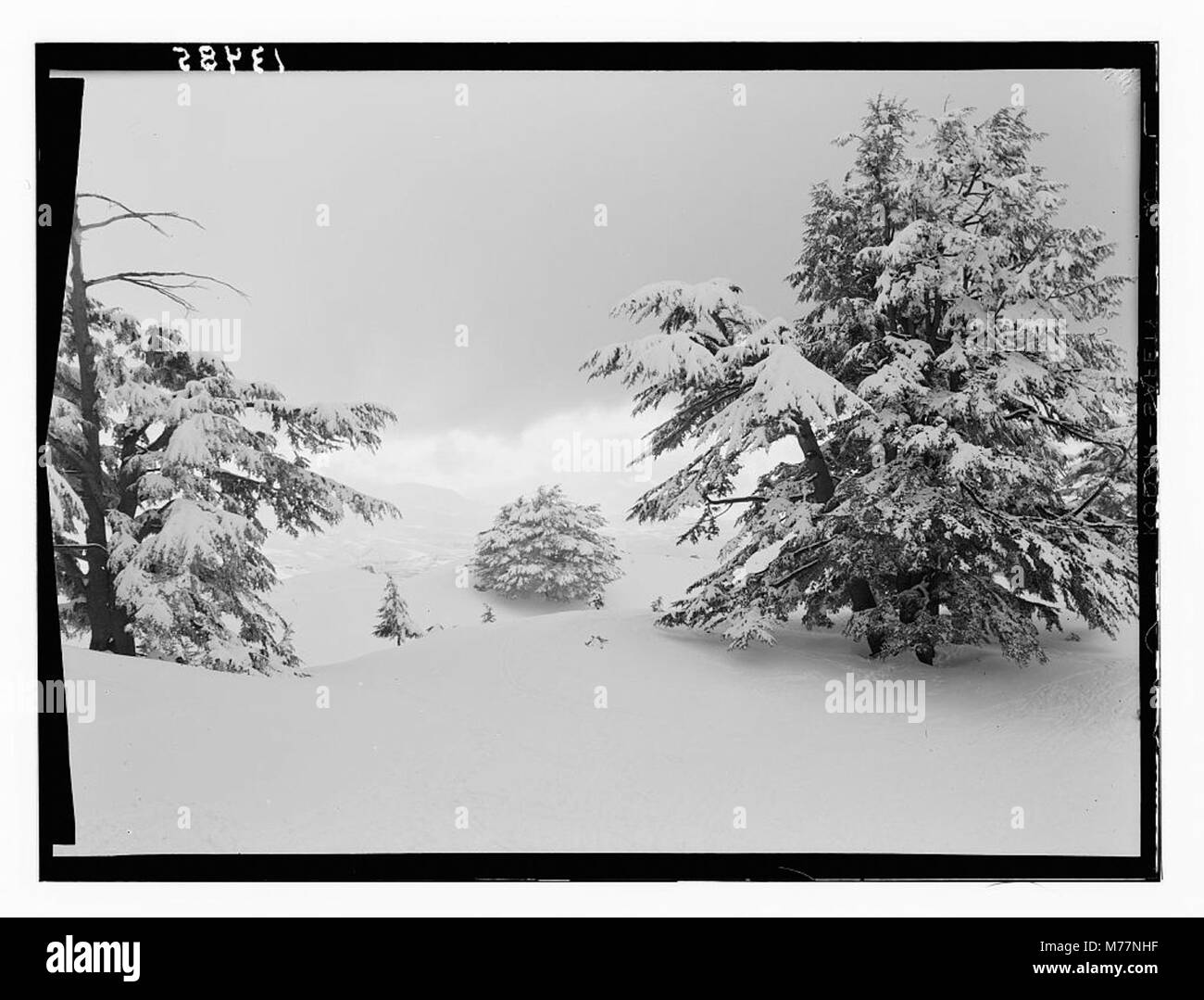 Une photographie montrant un bosquet de cèdres, mettant en évidence les arbres majestueux dans le bosquet et la beauté naturelle de la région, probablement prise dans une région montagneuse ou boisée. Banque D'Images