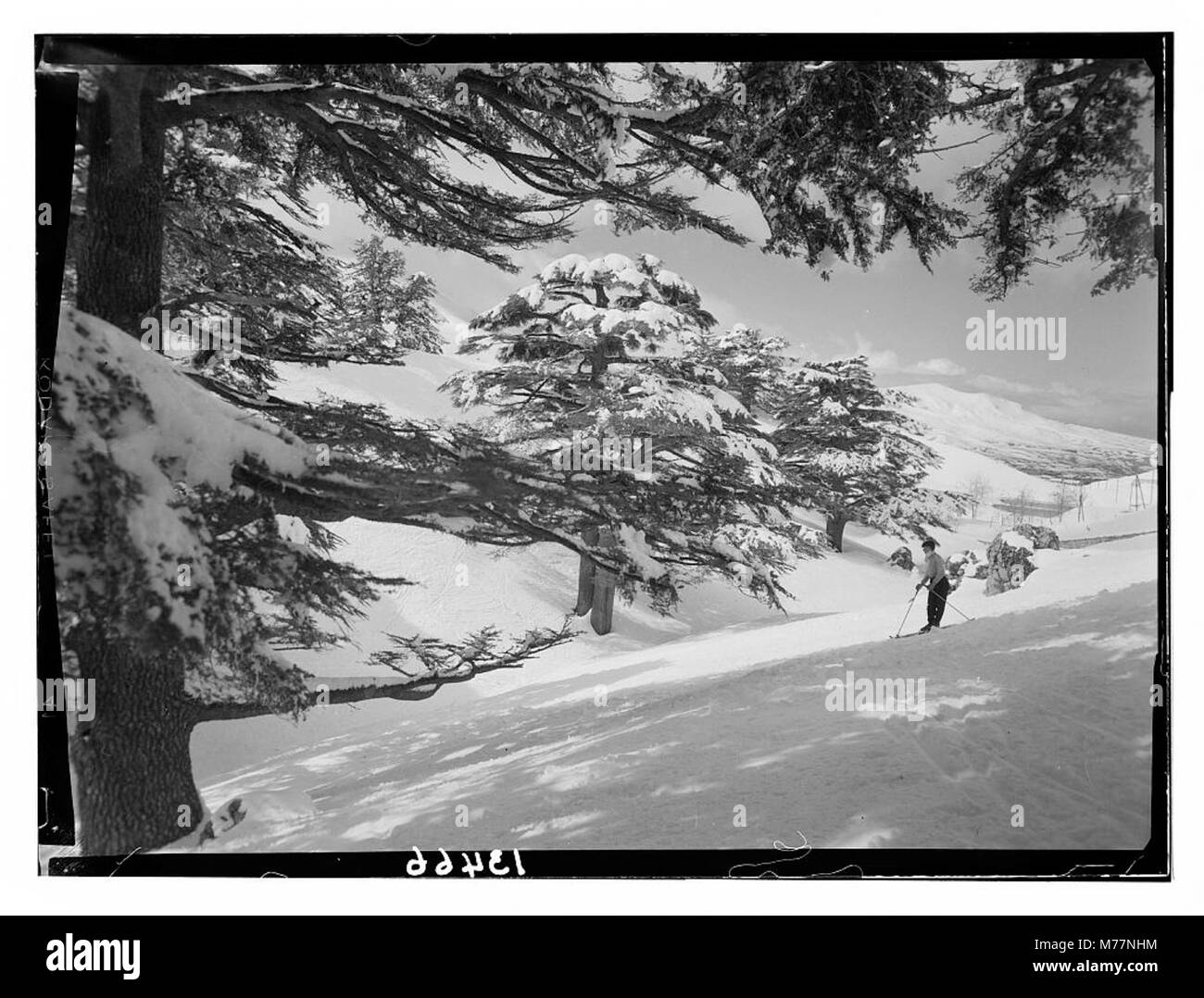 Une photographie montrant une scène parmi les cèdres, se référant peut-être aux célèbres forêts de cèdres au Liban, connues pour leur importance historique et naturelle. Banque D'Images