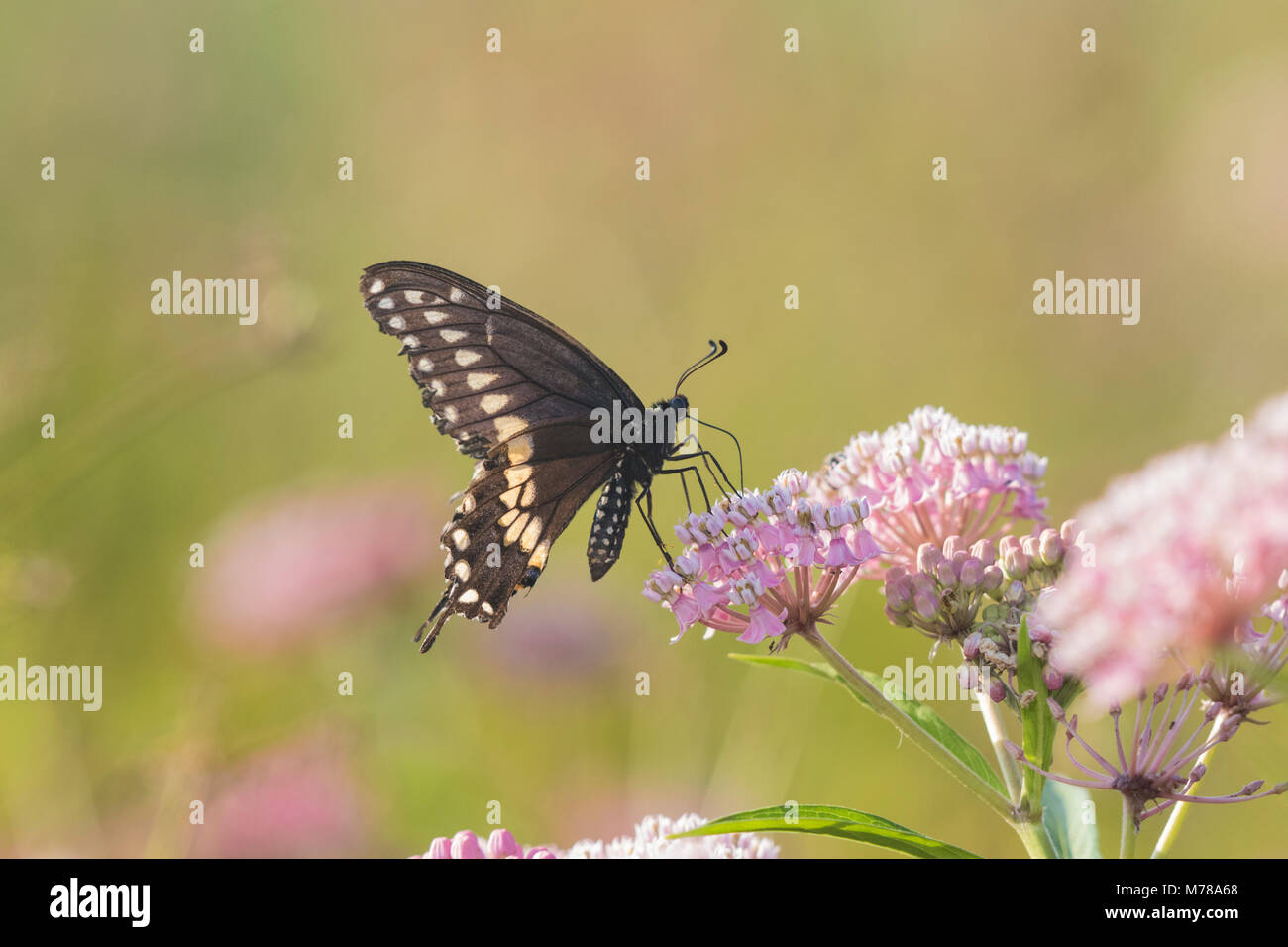 03009-01909 Papilio polyxenes noir) mâle sur l'Asclépiade incarnate (Asclepias incarnata) Marion Co. IL Banque D'Images