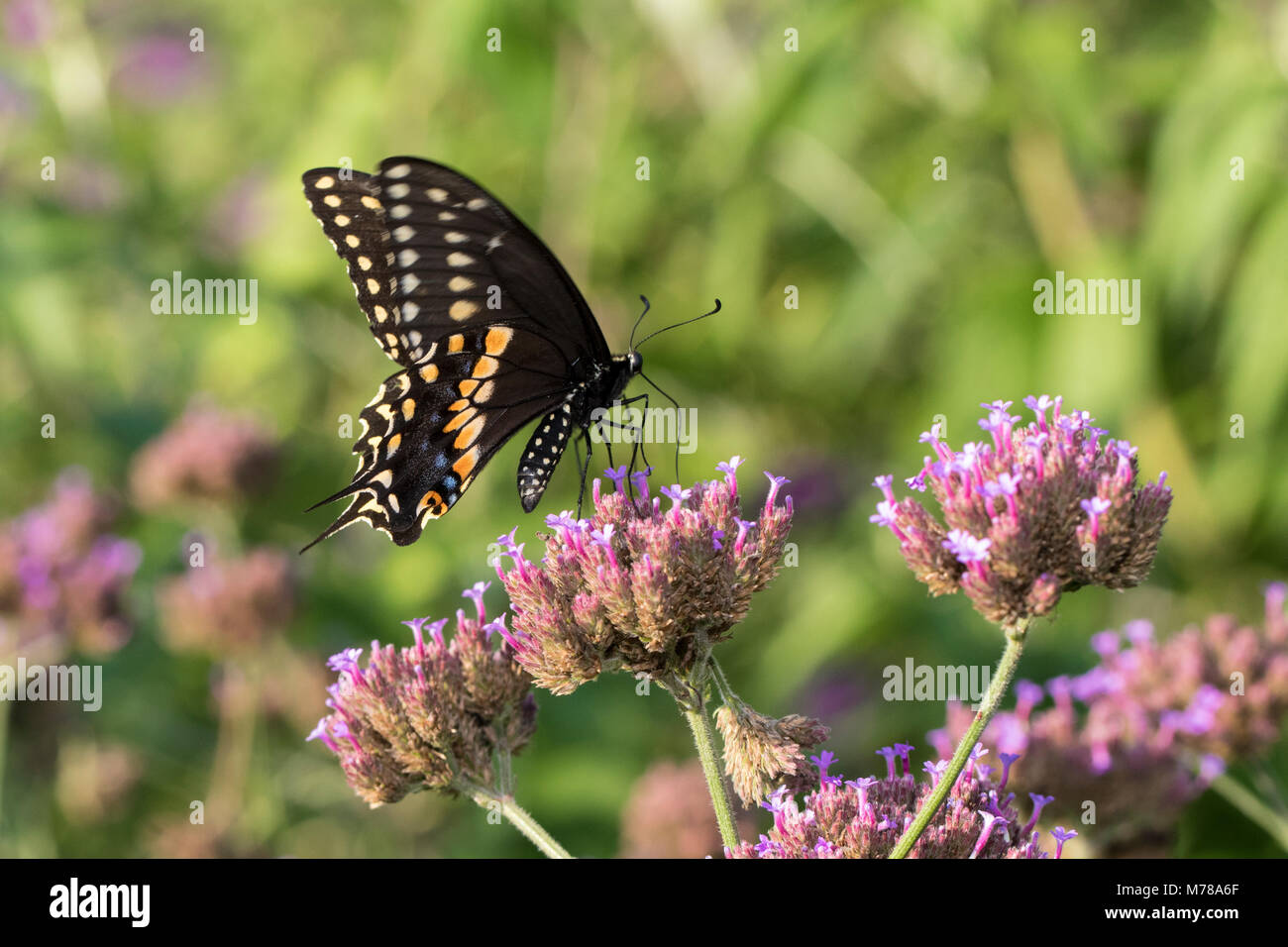 03009-01913 Papilio polyxenes noir) mâle sur la verveine (Verbena bonariensis brésilien) Marion Co. IL Banque D'Images