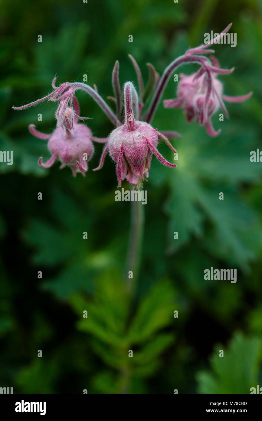 Geum triflorum - Prairie Smoke. Banque D'Images