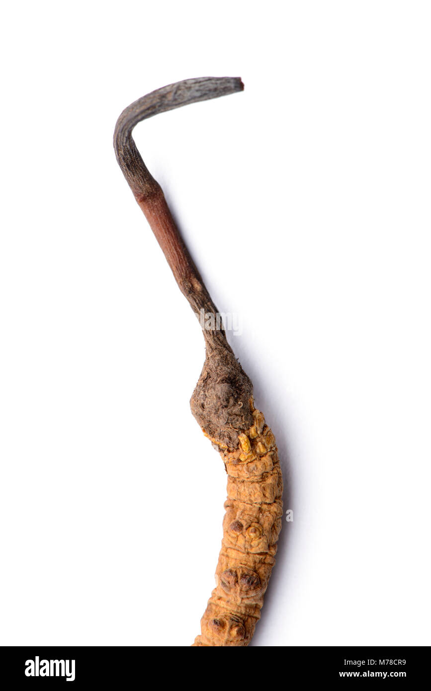 Close up de Cordyceps sinensis. Isolé sur fond blanc. Banque D'Images