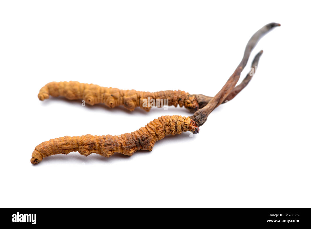 Cordyceps sinesis ou Himalayan gold Banque D'Images