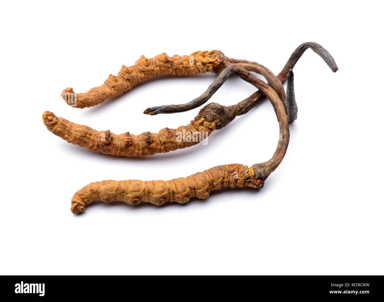 Cordyceps sinensis sauvages Tibet morceaux entiers. Isolé sur fond blanc. Banque D'Images