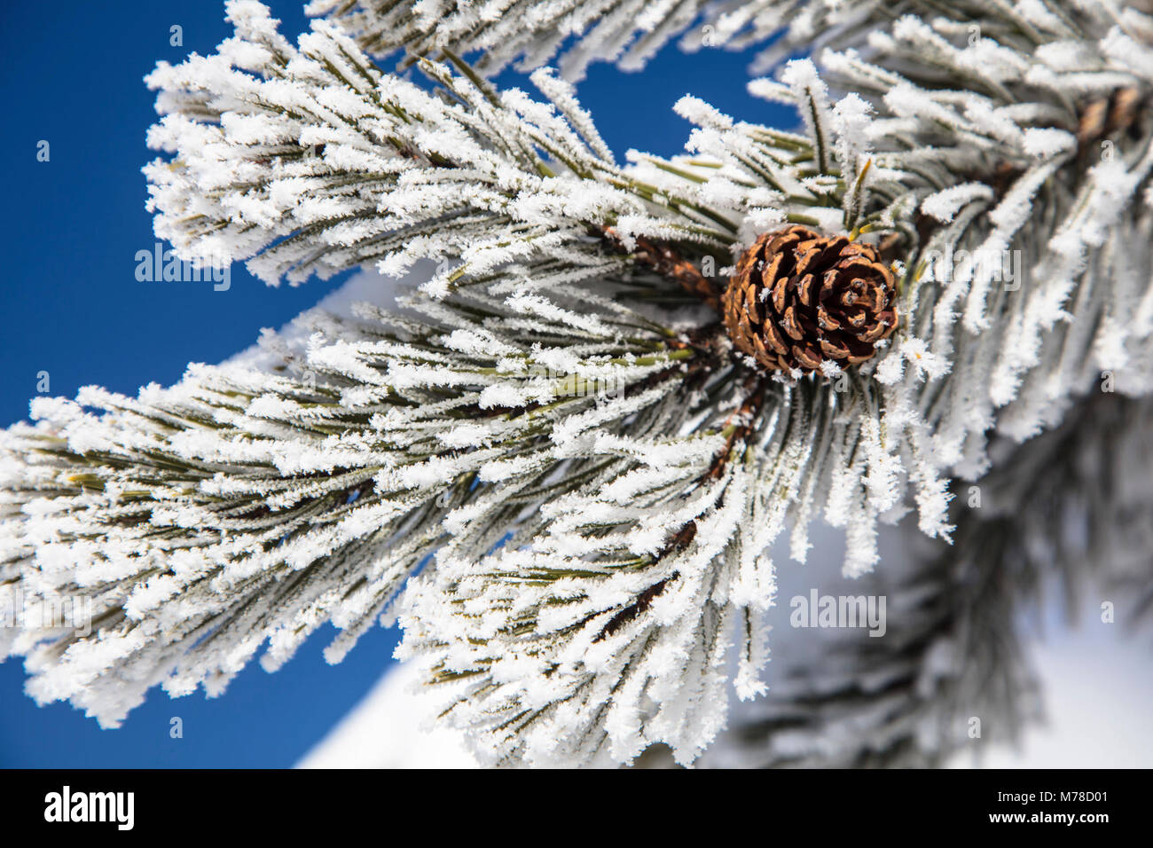 Le givre blanc sur l'arbre près de Beryl au printemps. Banque D'Images