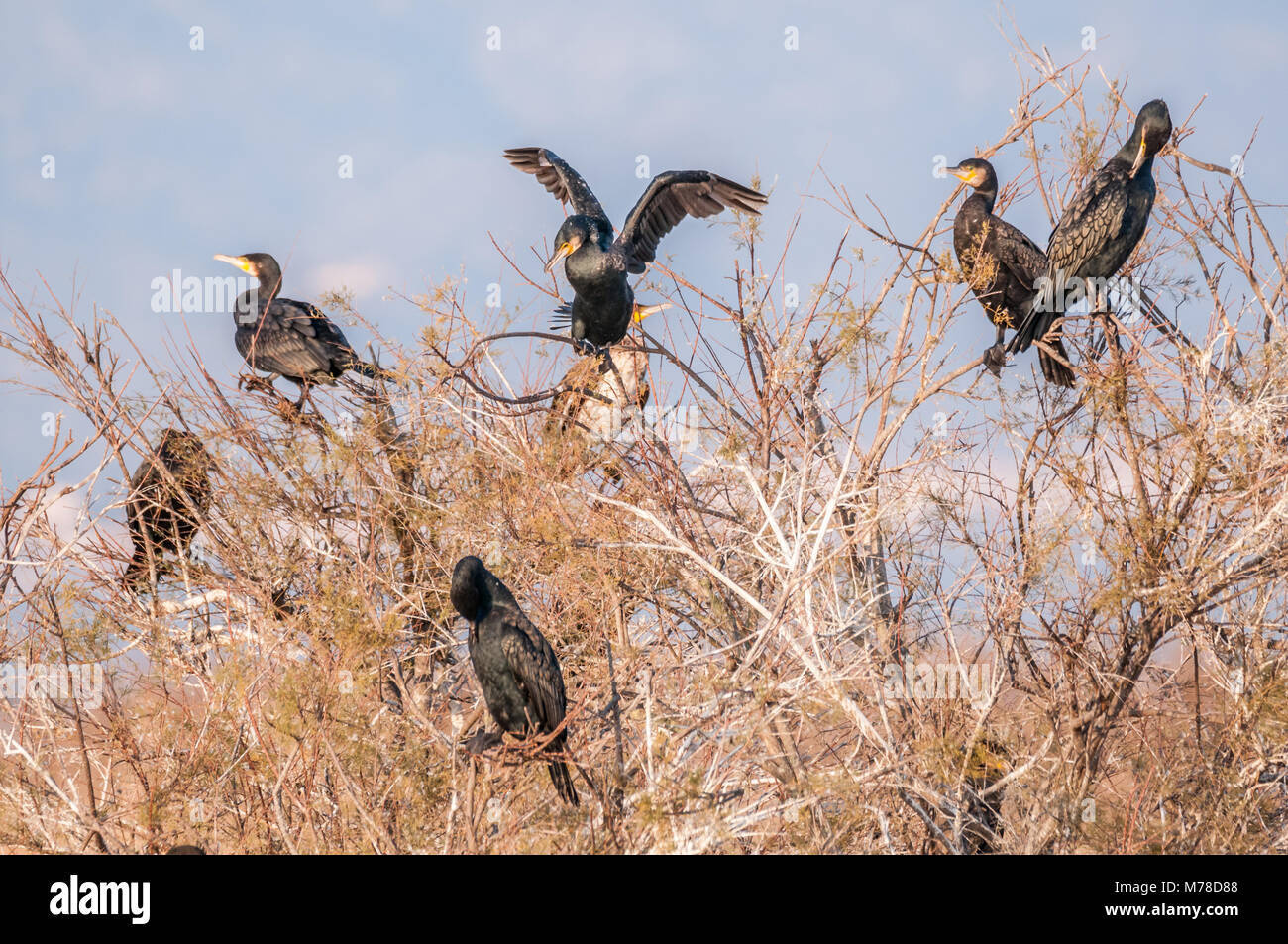 De grands cormorans noirs sur un arbre (Phalacrocorax carbo) Aiguamolls Emporda,, les zones humides, Catalogne, Espagne Banque D'Images