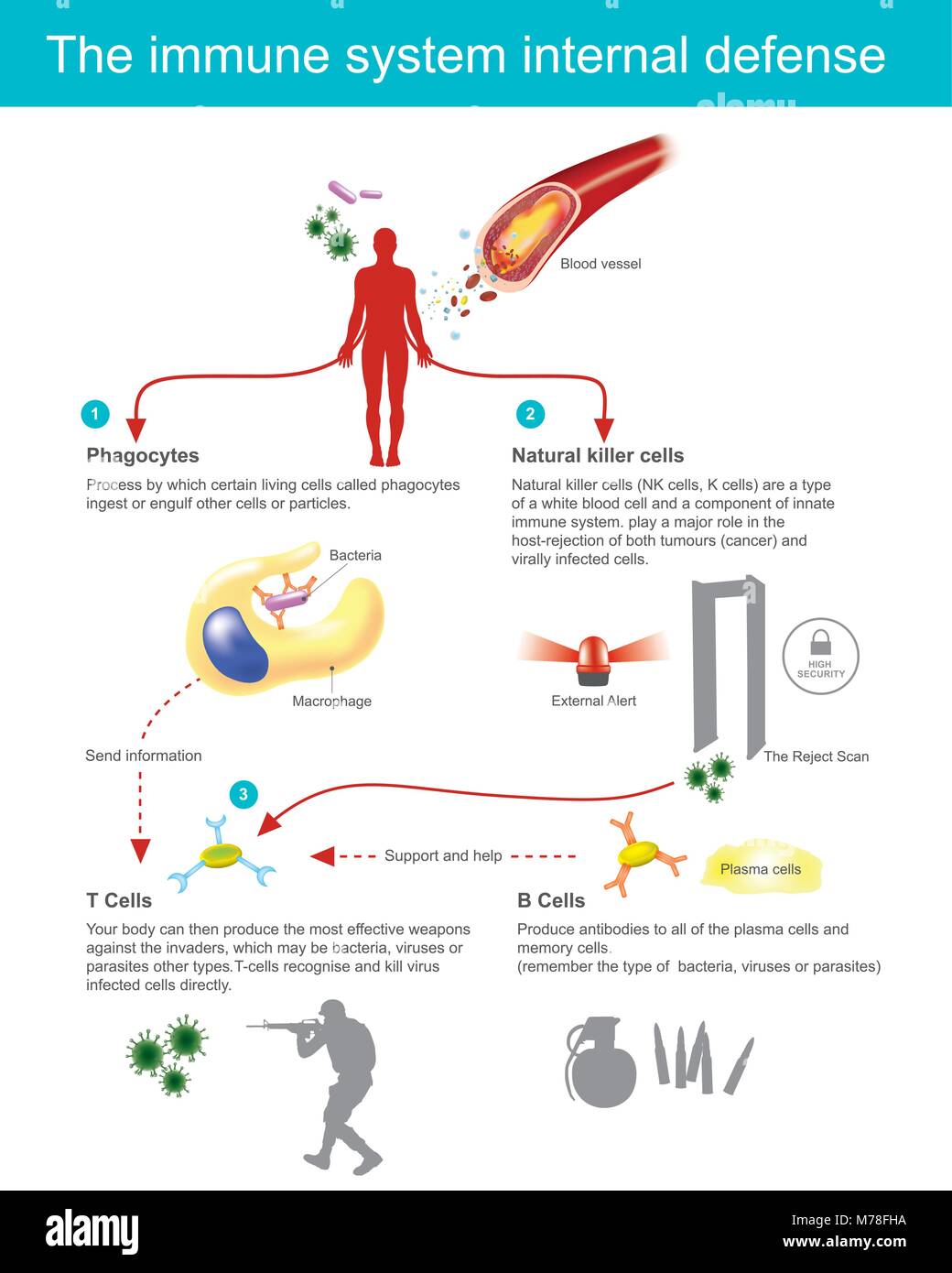 Processus par lequel certaines cellules appelées cellules phagocytes ingérer d'engloutir ou des particules. Votre corps peut alors produire des armes les plus efficaces aga Illustration de Vecteur