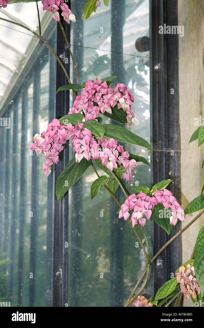 Clerodendrum thomsoniae inflorescence Banque D'Images