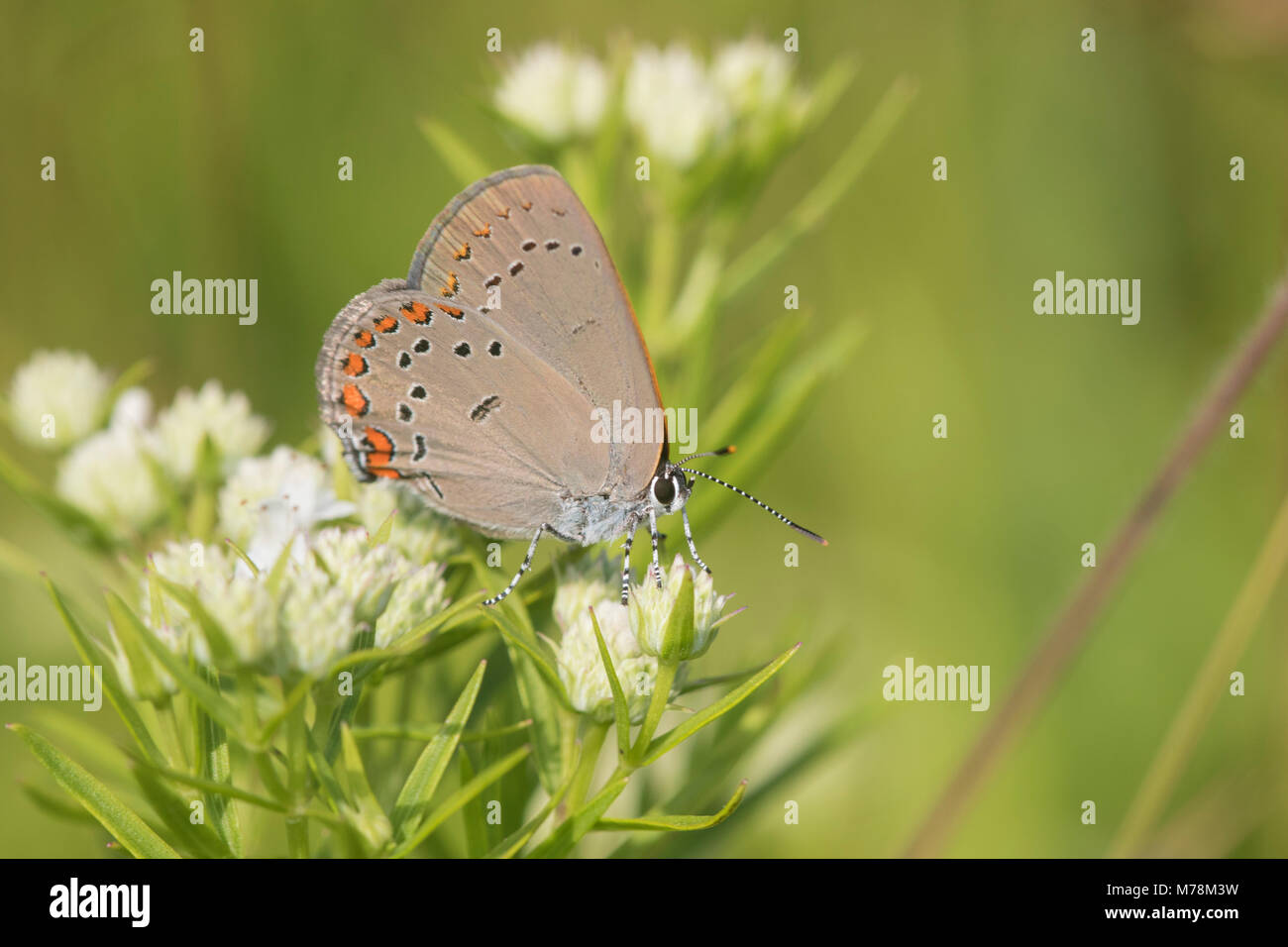 03152-00609 Coral Hairstreak (Satyrium titus) sur la montagne élancée (Pycnanthemum tenuifolium) Reynolds Co, MO Banque D'Images