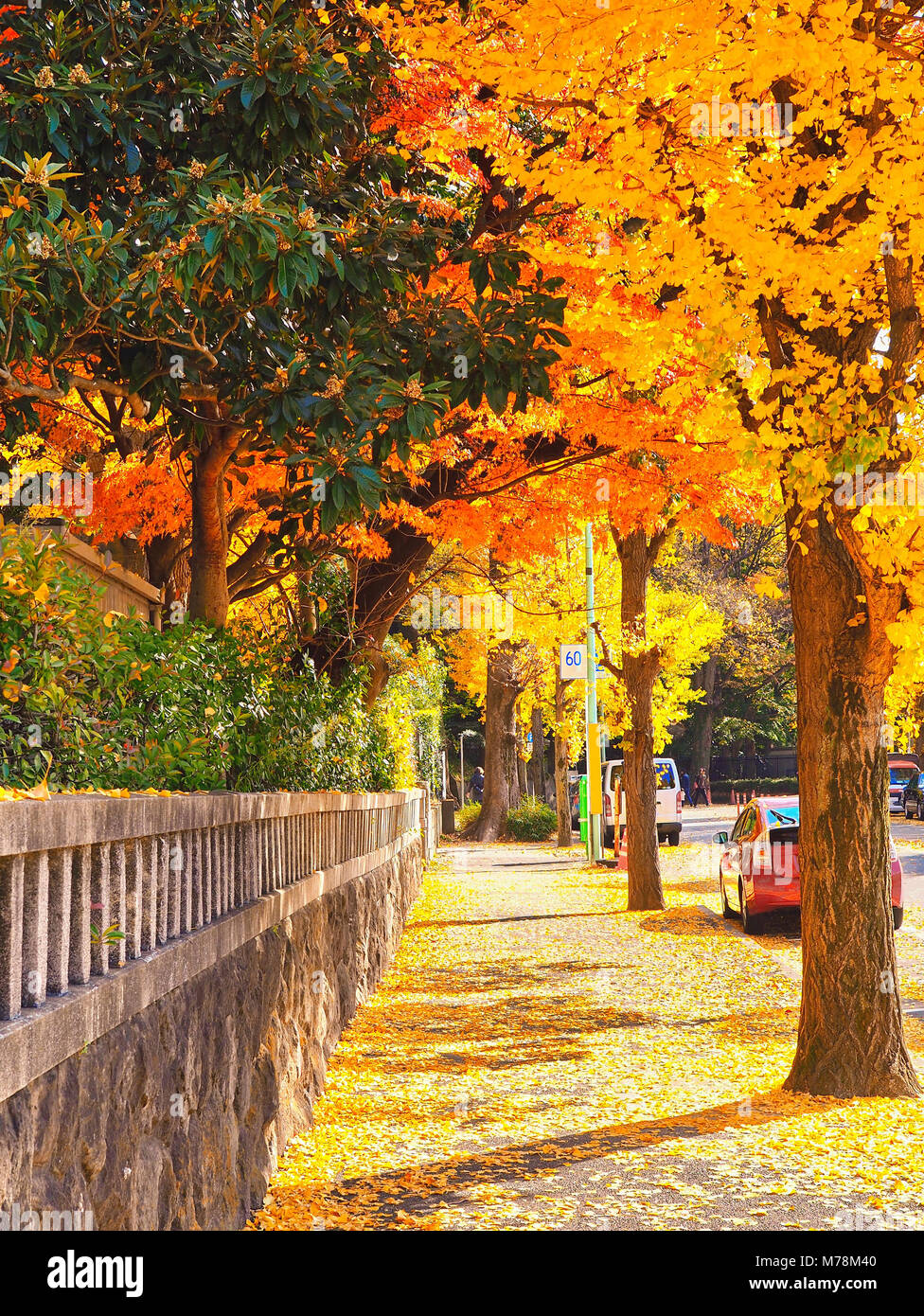 Faites naturellement colorés sentier d'or à Tokyo, Japon Banque D'Images