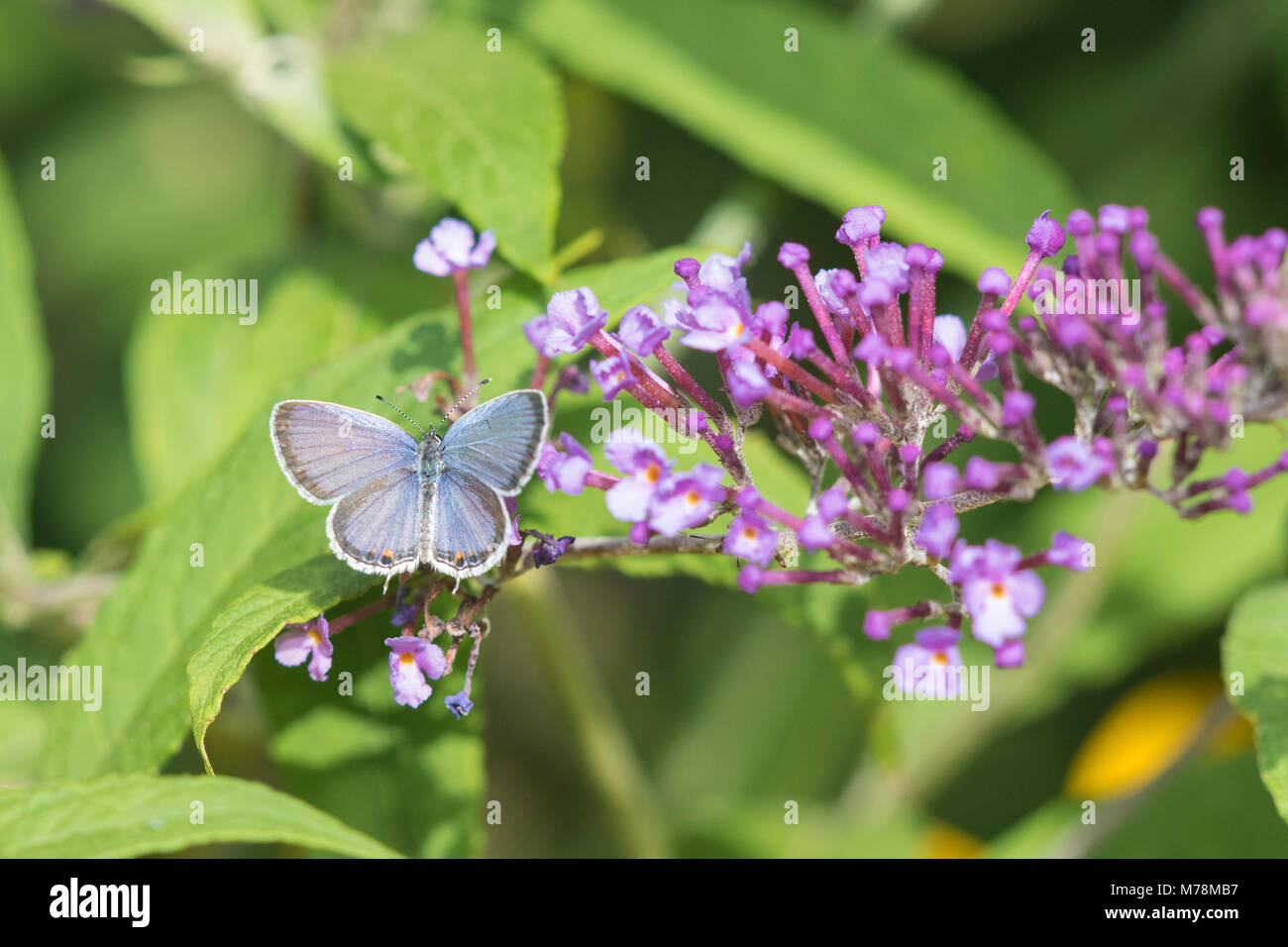 L'Tailed-Blue 03226-01208 (Everes comyntas) sur l'arbre aux papillons (Buddleja davidii) Marion Co. IL Banque D'Images