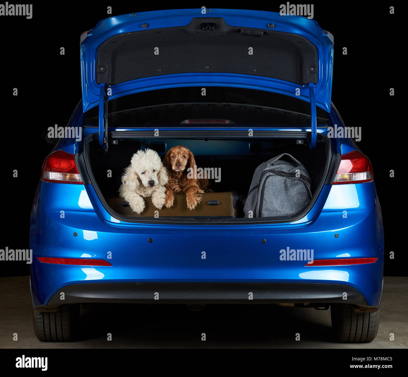 Deux chiens assis dans coffre de voiture avec une assurance prêt pour le voyage Banque D'Images
