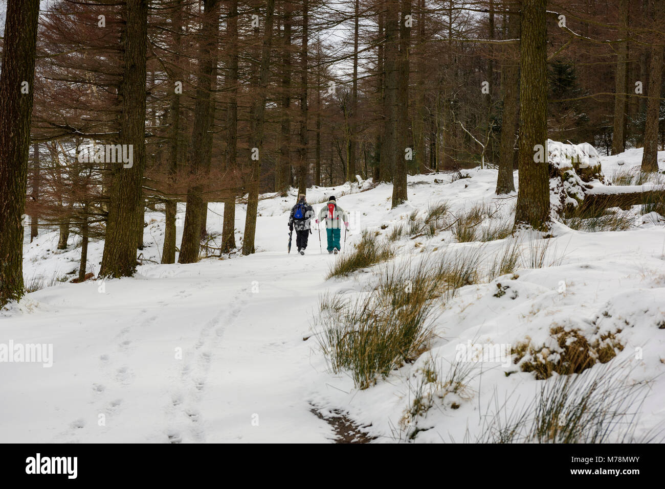 Activité d'hiver, un couple de marcheurs randonnée sur un chemin à travers les arbres dans une forêt couverte de neige près de Buttermere en Cumbria Banque D'Images