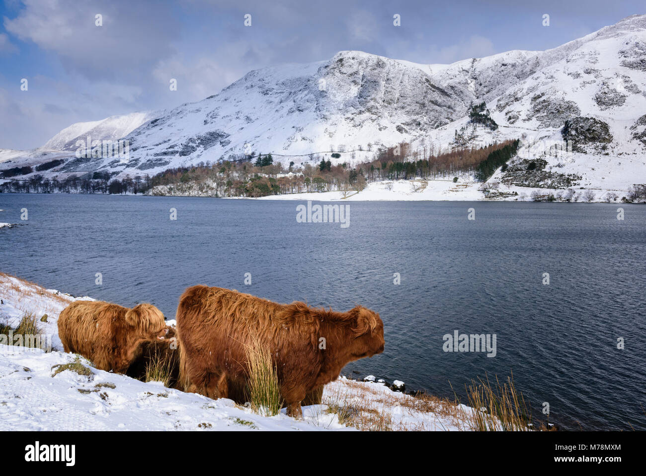 Les conditions d'élevage d'hiver avec de la neige dans les montagnes et couvert par la Highland cattle au bord du lac de la lande dans le Lake District Banque D'Images