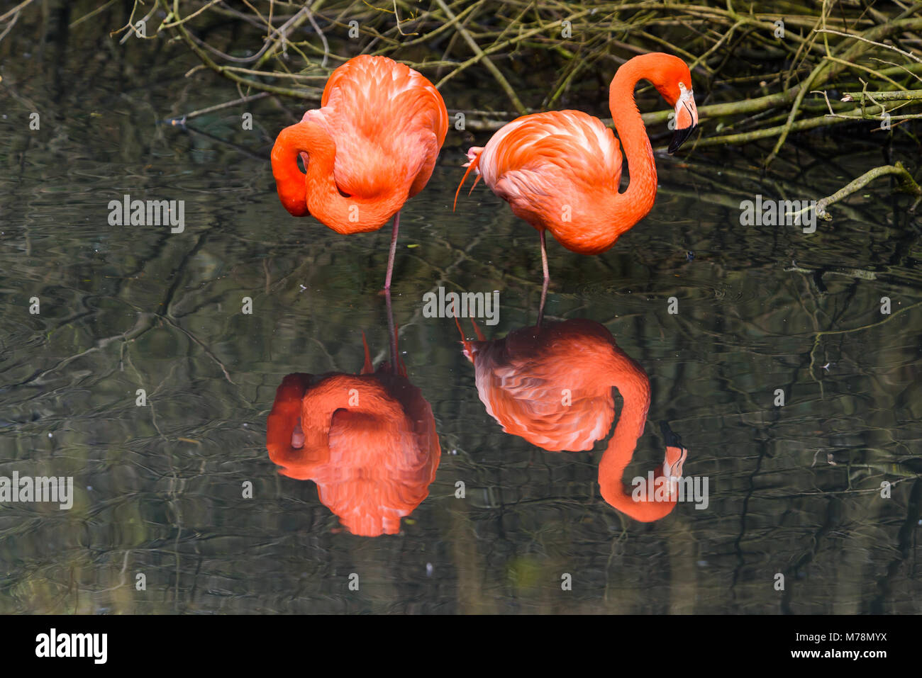 Les flamants roses ou les flamants roses sont un type d'oiseau échassier de la famille des Coraciidés. De flamants roses viennent d'Amérique latine Banque D'Images