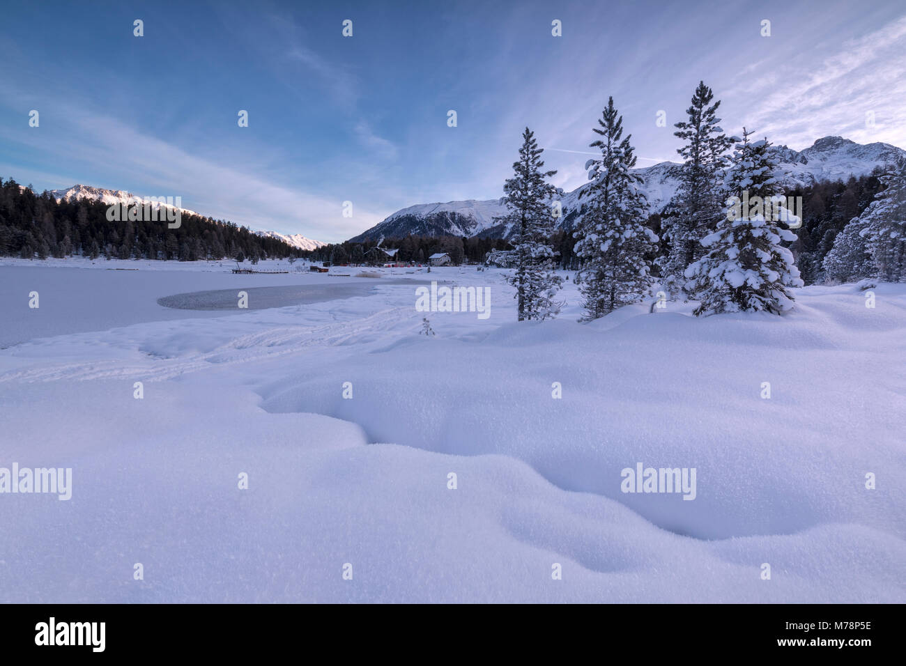 Arbres couverts de neige, da Capital, Saint-Moritz, Engadine, canton de Grisons (Grisons), Suisse, Europe Banque D'Images