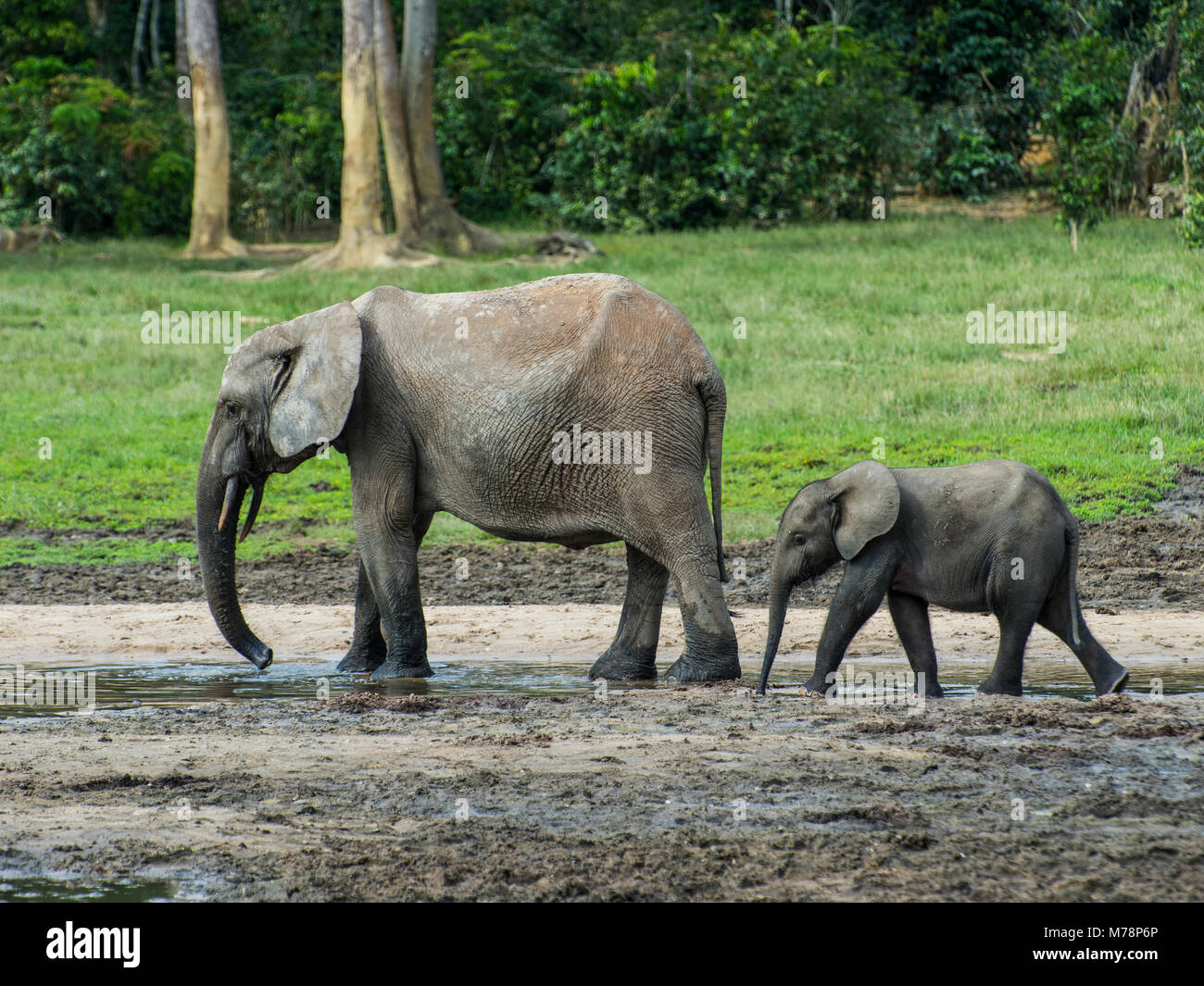 L'éléphant de forêt d'Afrique (Loxodonta cyclotis) avec bébé Dzanga Bai ,, l'UNESCO, la réserve spéciale de Dzanga-Sangha, en République centrafricaine, l'Afrique Banque D'Images