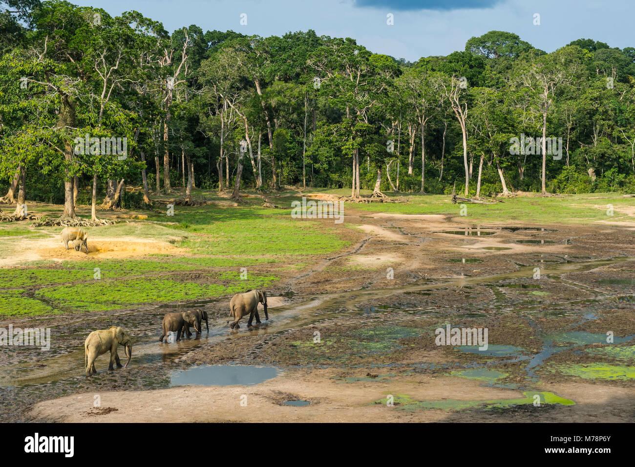 Les éléphants de forêt d'Afrique (Loxodonta cyclotis) à l'UNESCO, Dzanga Bai, la réserve spéciale de Dzanga-Sangha, en République centrafricaine, l'Afrique Banque D'Images