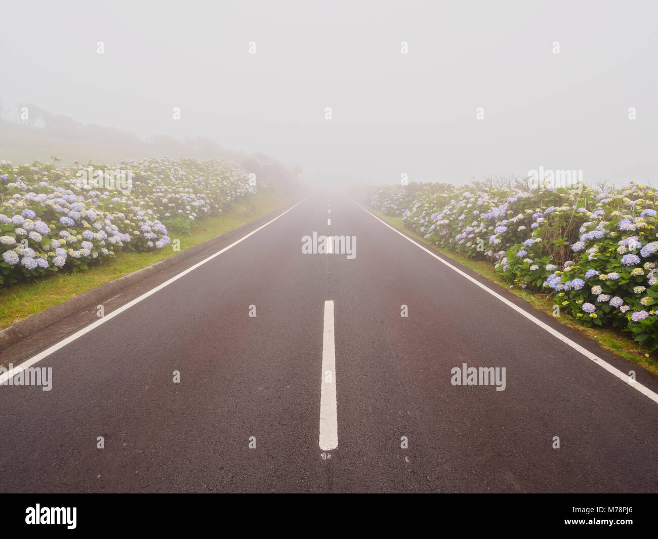 Misty road sur l'île de Flores, Açores, Portugal, Europe, Atlantique Banque D'Images