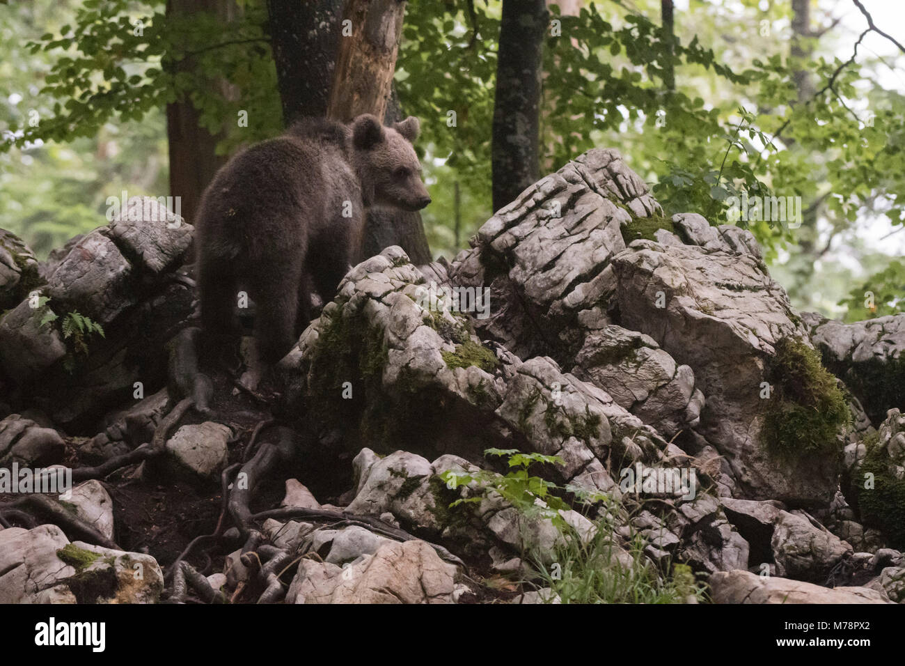 L'ours brun (Ursus arctos), Notranjska forêt, Slovénie, Europe Banque D'Images