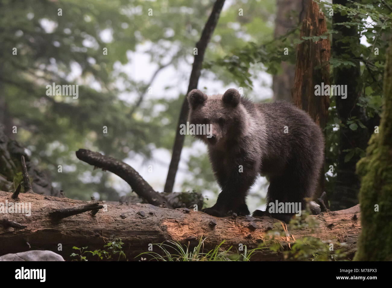 L'ours brun (Ursus arctos), Notranjska forêt, Slovénie, Europe Banque D'Images