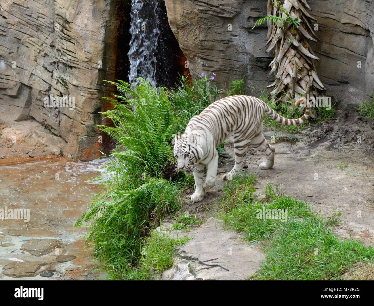 Un tigre blanc rôdant dans son boîtier en cage mais réaliste à Busch Gardens, Florida, USA Banque D'Images