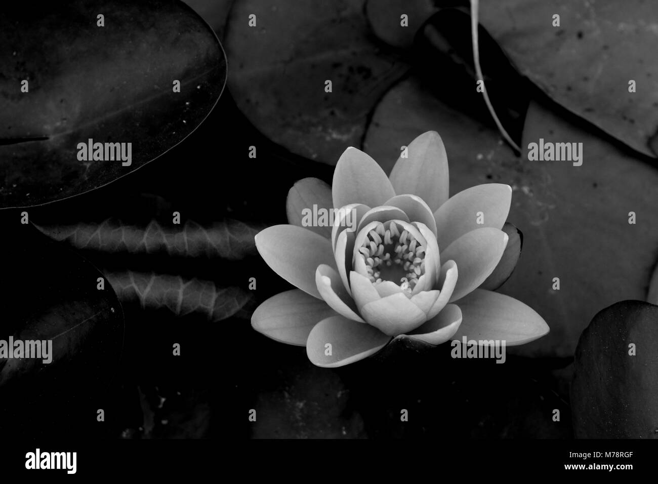 Fleur de lis de l'eau Banque D'Images