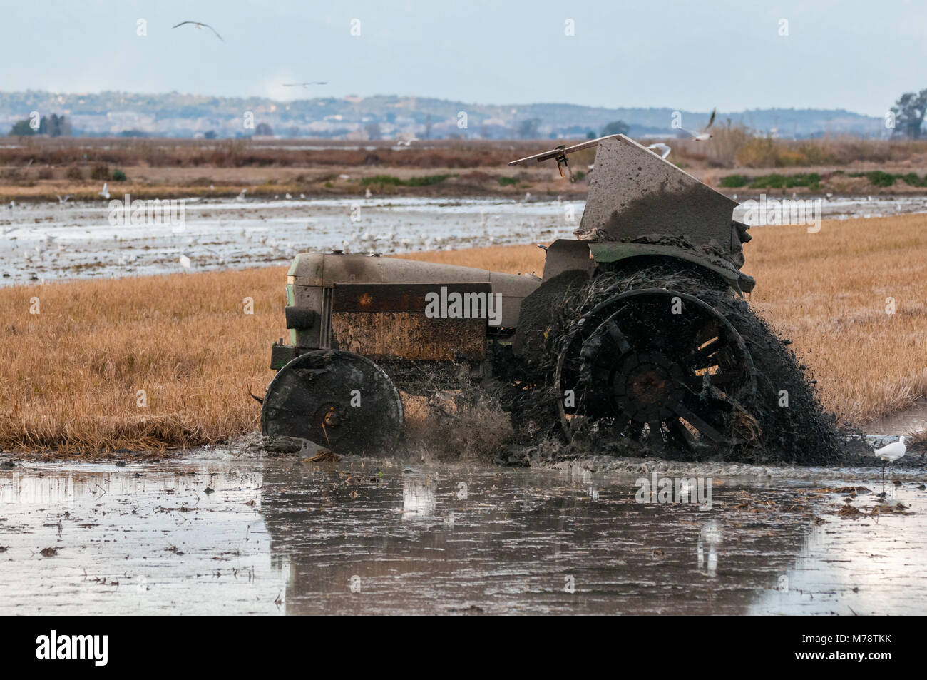 Tracteur pour champ de riz, en hiver, pour les inondations du terrain, la boue d'enterrer les tiges et les vestiges de la culture. Delta de l'Ebre, en Catalogne, Espagne Banque D'Images