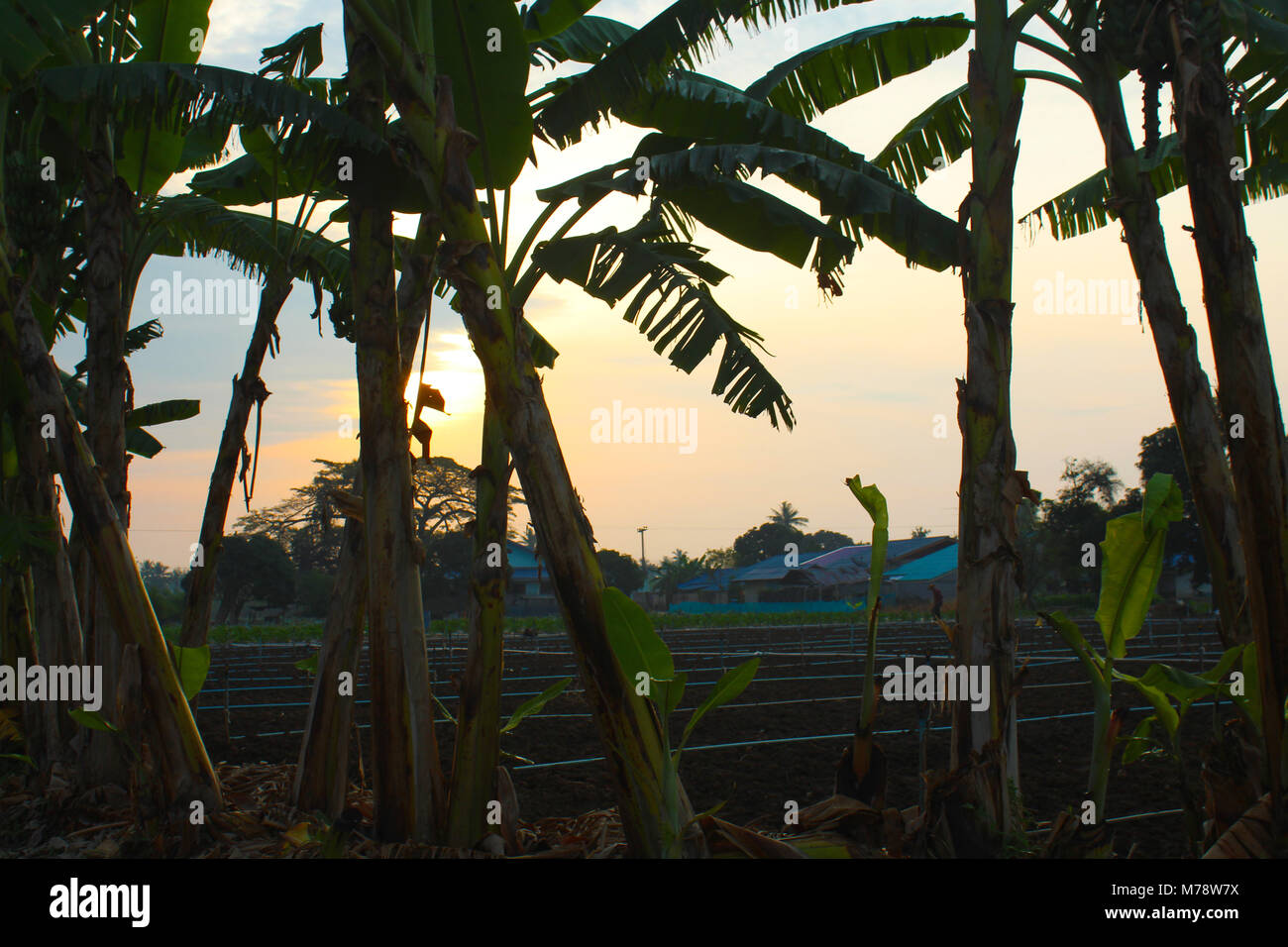 Coucher du soleil à l'Université de Kasetsart Banque D'Images