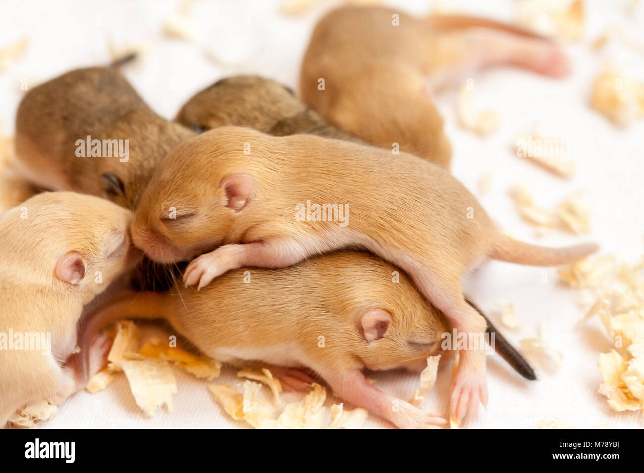 Peu De Sommeil Des Bebes Souris Mignon Image Macro Photo Stock Alamy