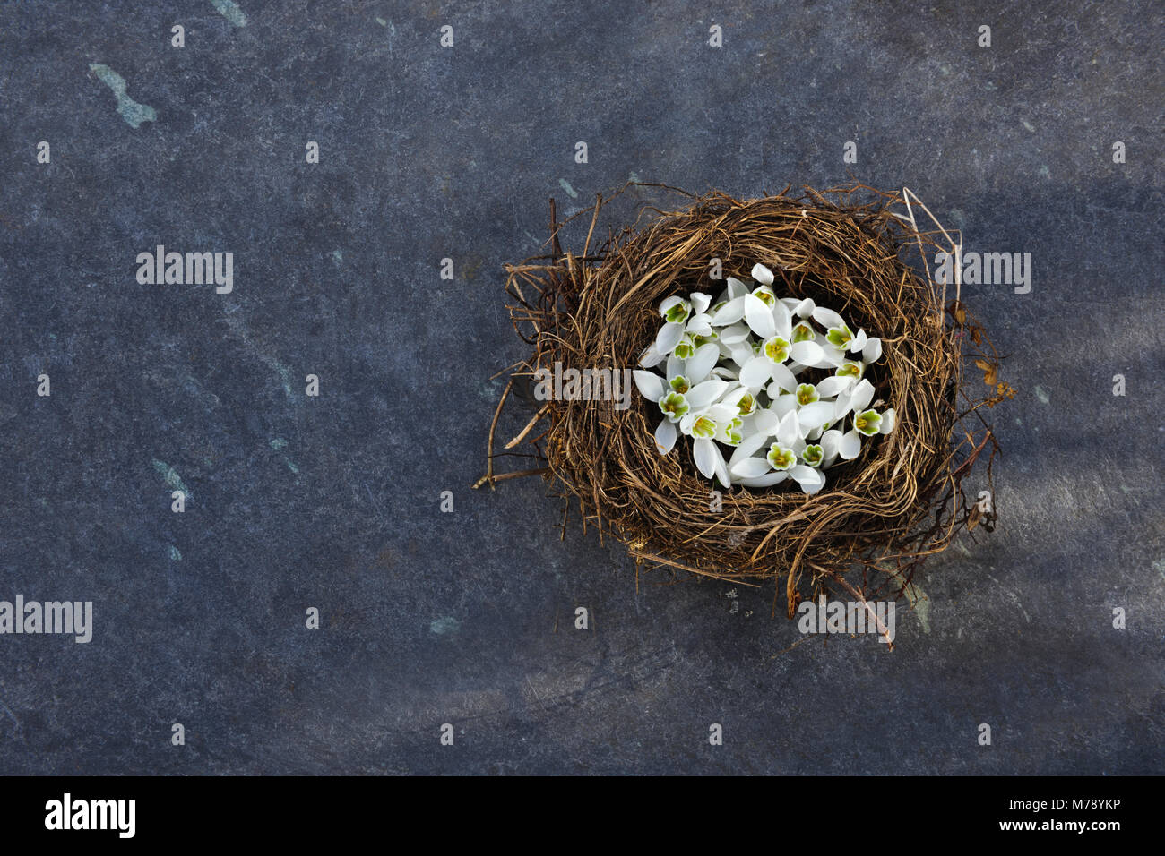 Vieux nid d'oiseau rempli de fleurs sur fond de perce-neige dalle ardoise Banque D'Images