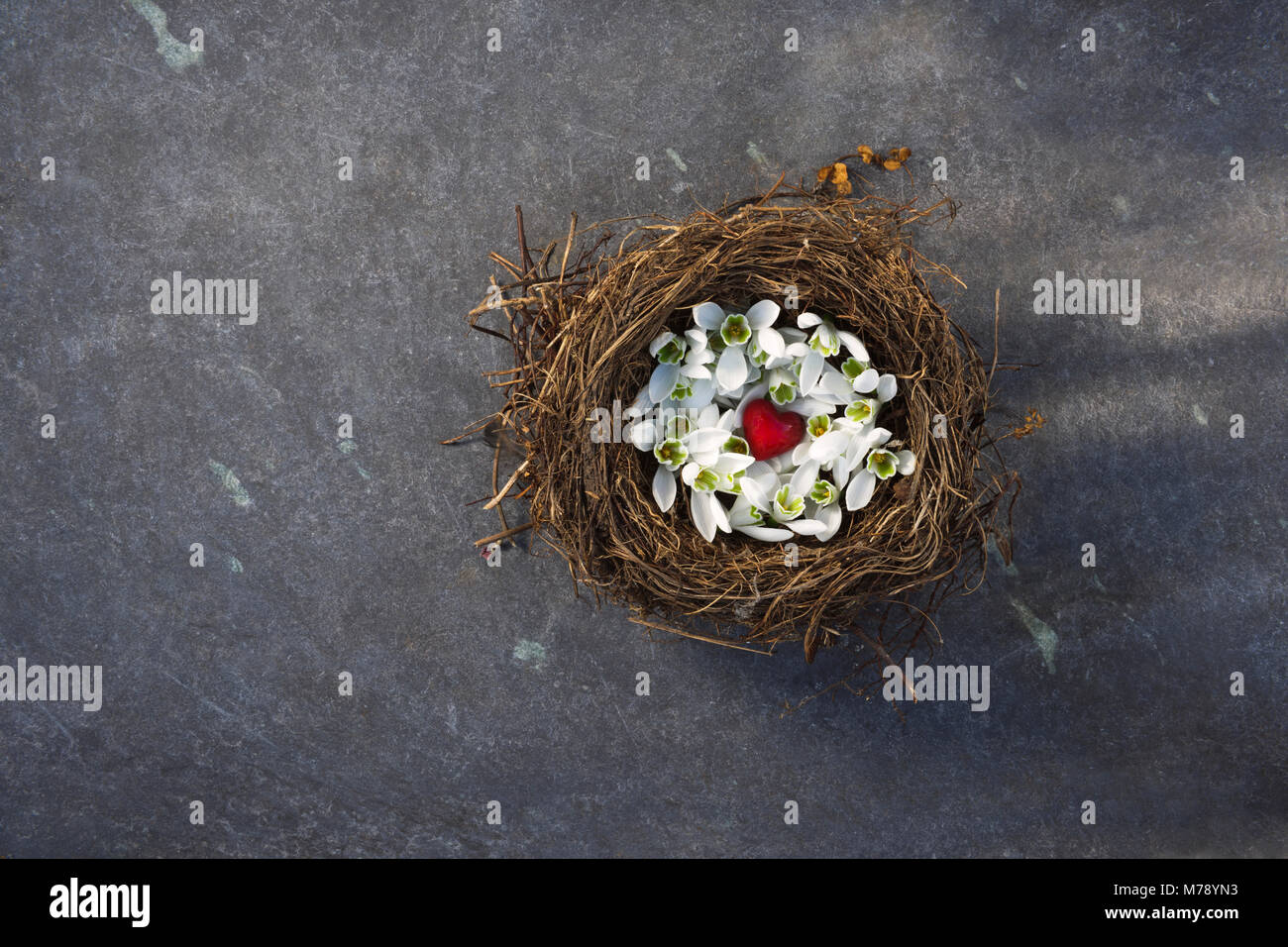 Vieux nid d'oiseau rempli de fleurs et d'un perce-neige tournée vers le petit verre coeur rouge sur un fond gris ardoise. Banque D'Images