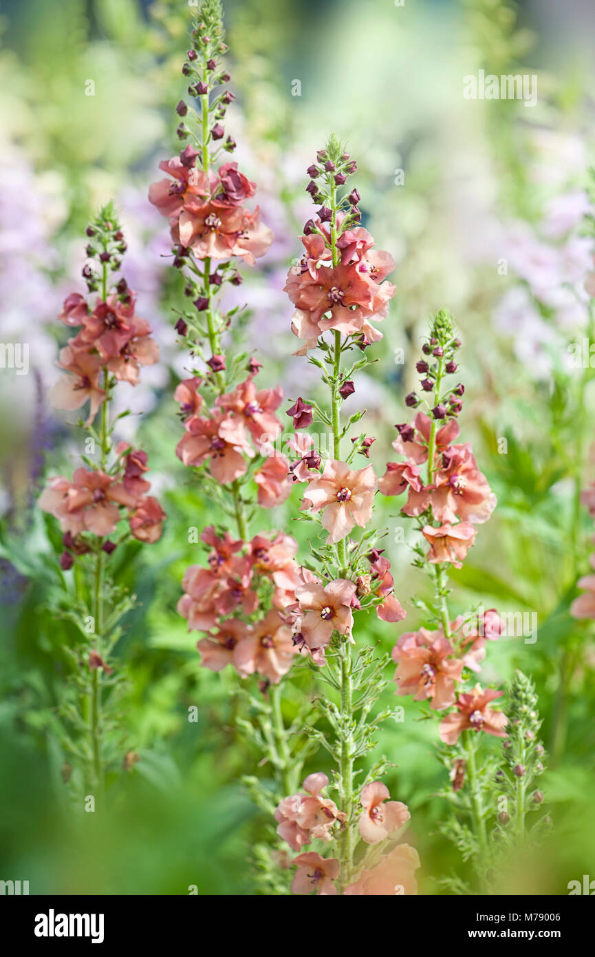 Close-up image of Verbascum rose fleurs d'été également connu sous le nom de Molène Banque D'Images