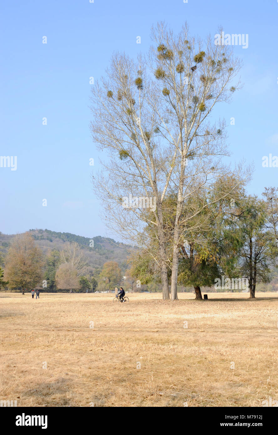 Red-gui (Viscum chinois grainées coloratum) croissant sur les arbres dans le Chengde Mountain Resort - "shengfeng Bishu - à Chengde, Hebei, Chine Banque D'Images
