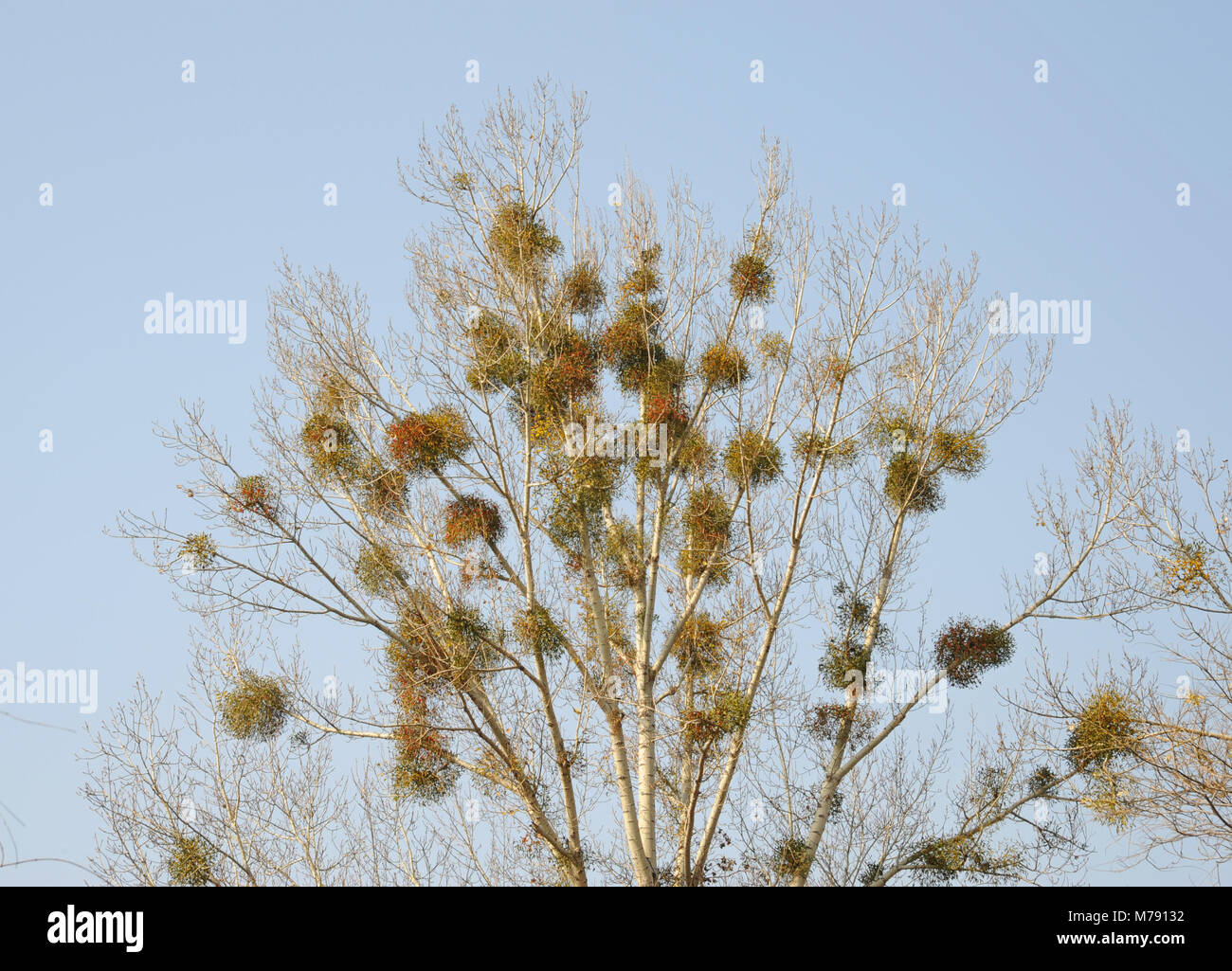 Red-gui (Viscum chinois grainées coloratum) croissant sur les arbres dans le Chengde Mountain Resort - "Shengfeng Bishu - à Chengde, Hebei, Chine Banque D'Images
