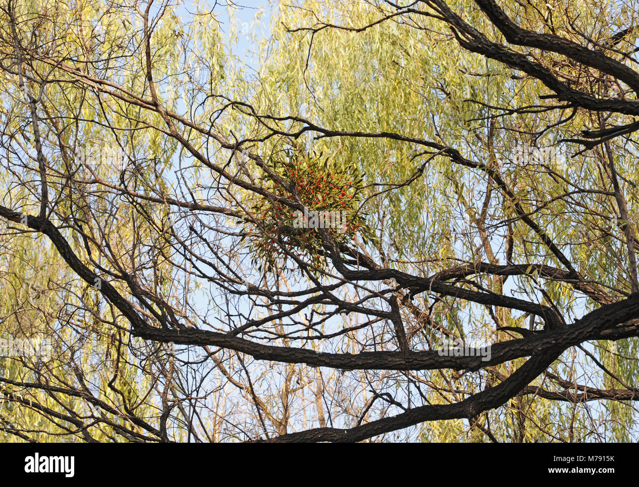 Red-gui (Viscum chinois grainées coloratum) croissant sur les arbres dans le Chengde Mountain Resort - "Shengfeng Bishu - à Chengde, Hebei, Chine Banque D'Images